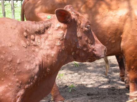 lumpy skin disease